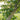 Tilia americana American Basswood tree with summer flowers