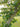 Tilia americana American Basswood tree with summer flowers