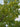 Tilia americana American Basswood tree with summer flowers