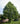 Tilia americana American Basswood tree with summer flowers