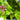Spotted Toad Lily flower with deep purple stamen in shade