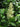 Tripterygium regelii