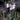 Tulbaghia violacea Society Garlic with lavender flowers