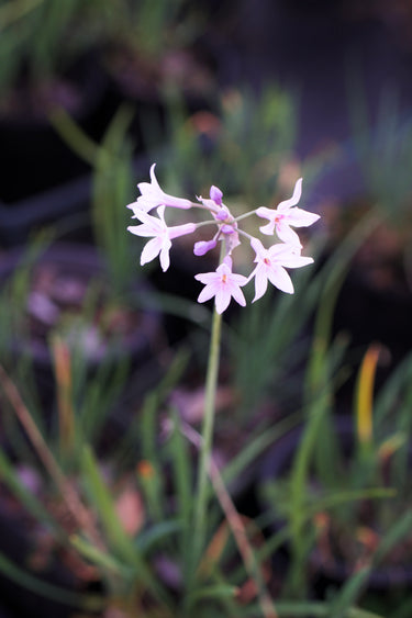 Tulbaghia violacea Society Garlic with lavender flowers