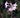 Tulbaghia violacea Society Garlic with lavender flowers