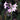 Tulbaghia violacea Society Garlic with lavender flowers
