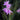 Tulbaghia violacea Society Garlic with lavender flowers