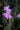 Tulbaghia violacea Society Garlic with lavender flowers