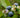 Vaccinium corymbosum 'Hodnett'