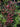 Vaccinium arboreum native sparkleberry shrub in bloom
