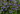 Verbena hastata