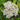 Decker viburnum with evergreen foliage and spring flowers
