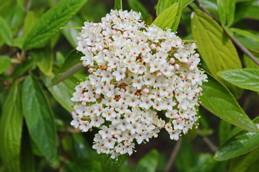 Decker viburnum with evergreen foliage and spring flowers