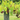 Triumph muscadine grape vine with bronze Vitis rotundifolia fruit