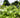 Woodlanders Citrus 942 plant
