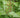 Xanthorhiza simplicissima native yellowroot ground cover