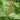 Xanthorhiza simplicissima native yellowroot ground cover
