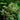 Zanthoxylum clava-herculis native butterfly host tree