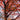 Quercus alba White Oak tree with broad native canopy