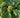 Quercus alba White Oak tree with broad native canopy