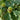 Quercus alba White Oak tree with broad native canopy