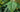 Leaves Like Lacquered Shields: The Elephant Ear Fig in a Southern Garden