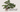 Getting Started in Bonsai Art: A Beginner's Guide
