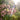 A Guide to Kalmias, the Famed Mountainlaurel