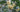 Osmanthus fragrans, sweet tea olive, tiny cream flowers tucked among glossy evergreen leaves