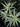 Podocarpus macrophyllus 'Okina', a narrow upright evergreen conifer with dense needle-like foliage used for screening.