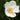 Loblolly-bay (Gordonia lasianthus): the swamp’s camellia—and a masterclass in place-based design