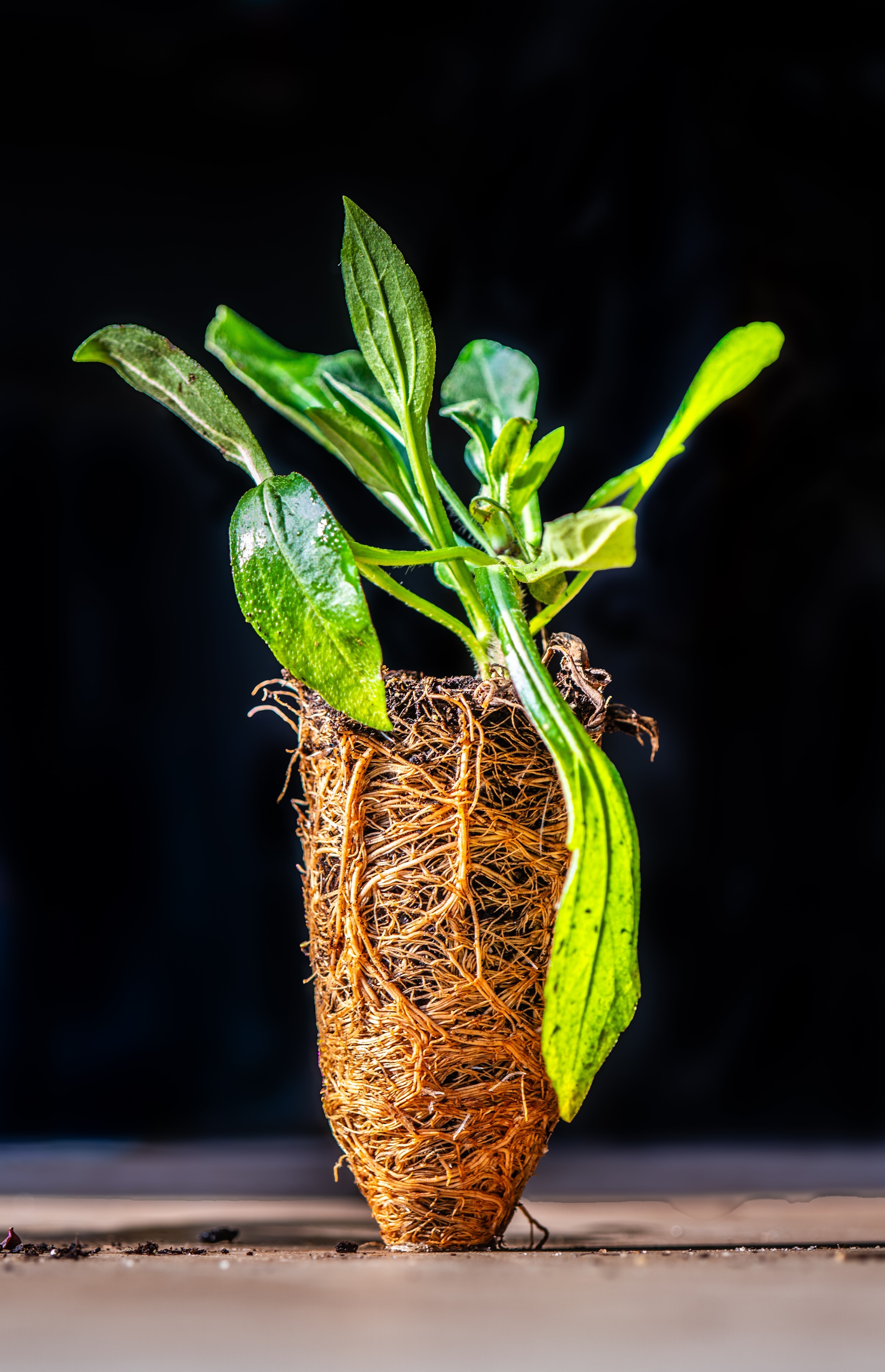 Landscape Plug FAQ – Woodlanders