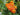 Senecio confusus, Mexican flame vine, clusters of orange-red daisy-like flowers on a climbing vine