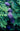 Wisteria Amethyst Falls, American wisteria, dense blue-violet racemes of pea flowers against pinnate green foliage