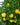 Citrus