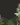 Woody Plants