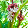Musa velutina, pink velvet banana, an upright cluster of fuzzy pink fruit above broad green paddle leaves