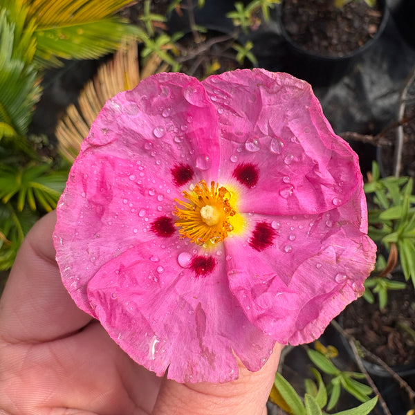 Cistus x purpureus