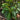 Dichroa versicolor, evergreen hydrangea, a shrub offered by Woodlanders.