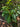 Dichroa versicolor, evergreen hydrangea, a shrub offered by Woodlanders.