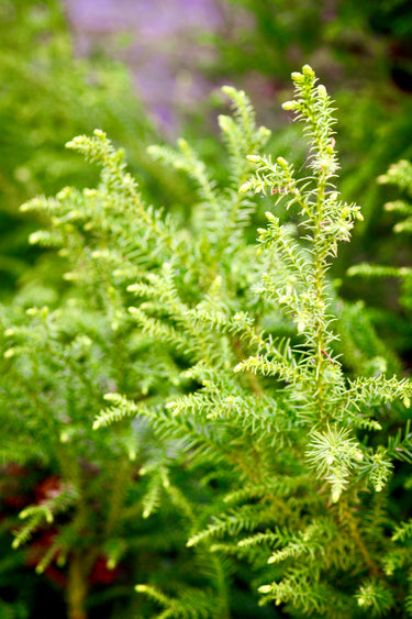 Cryptomeria japonica 'Lemonade'