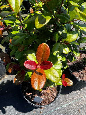 Myrcianthes fragrans 'Geode', Simpson's stopper, glossy deep green foliage on a dense evergreen shrub