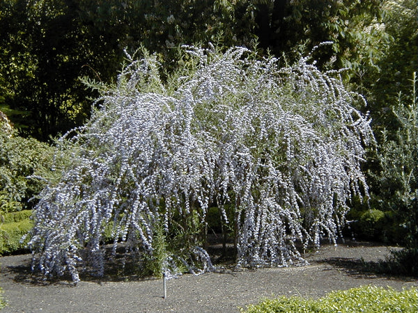Buddleia alternifolia
