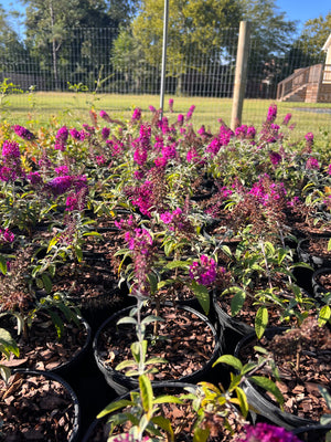 Buddleia davidii 'Attraction', butterfly bush, royal-red flower panicles