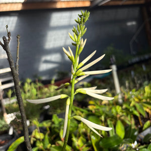 Erythrina herbacea alba ‘De Soto’