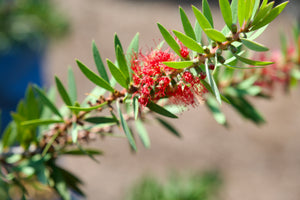 Callistemon phoeniceus, a bottlebrush shrub offered by Woodlanders.