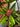 Illicium mexicanum x floridanum album 'Woodland Ruby'