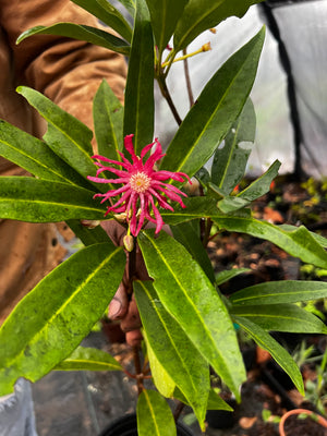 Illicium 'Woodland Ruby' anise tree, a glossy evergreen shrub with large ruby-pink star-shaped flowers on slender stalks.