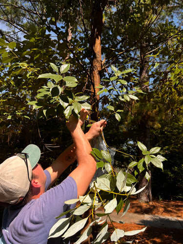 Phoebe cavaleriei (Nothaphoebe cavaleriei), a tree offered by Woodlanders.