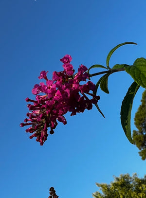 Buddleia 'Miss Ruby', butterfly bush, dense panicles of bright magenta-pink flowers